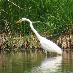 Ardea alba (Great Egret) at Fyshwick, ACT - 26 Nov 2024 by RodDeb