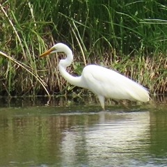 Ardea alba at Fyshwick, ACT - 26 Nov 2024