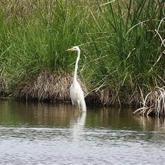 Ardea alba at Fyshwick, ACT - 26 Nov 2024