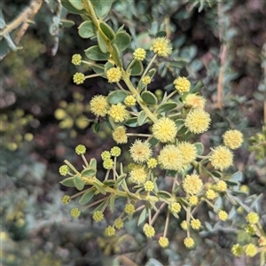 Acacia aureocrinita at Bredbo, NSW - 25 Nov 2024