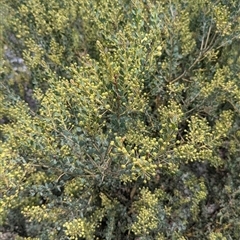 Acacia aureocrinita at Bredbo, NSW - 25 Nov 2024