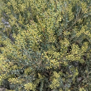 Acacia aureocrinita at Bredbo, NSW - 25 Nov 2024