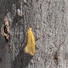 Eulechria electrodes (Yellow Eulechria Moth) at Rendezvous Creek, ACT - 21 Nov 2024 by SWishart