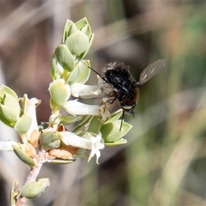 Bombyliidae (family) at Rendezvous Creek, ACT - 22 Nov 2024