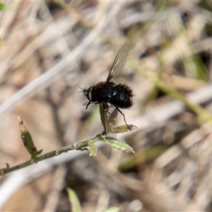 Bombyliidae (family) at Rendezvous Creek, ACT - 22 Nov 2024