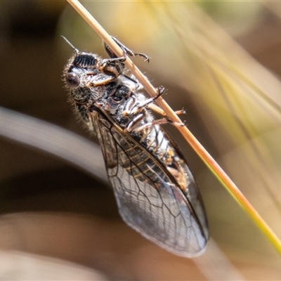 Atrapsalta furcilla (Southern Mountain Squeaker) at Rendezvous Creek, ACT - 21 Nov 2024 by SWishart