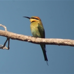 Merops ornatus (Rainbow Bee-eater) at The Whiteman, NSW - 26 Nov 2024 by geoffcrispin