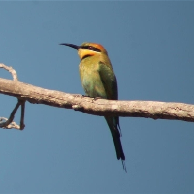 Merops ornatus (Rainbow Bee-eater) at The Whiteman, NSW - 26 Nov 2024 by geoffcrispin