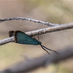 Pollanisus (genus) at Rendezvous Creek, ACT - 22 Nov 2024