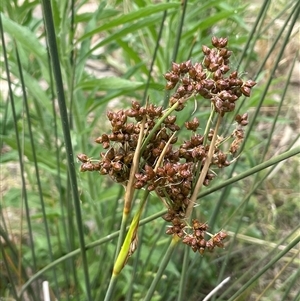 Juncus acutus at Bookham, NSW - 25 Nov 2024