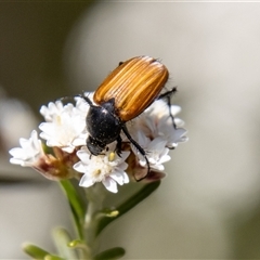 Phyllotocus rufipennis (Nectar scarab) at Rendezvous Creek, ACT - 22 Nov 2024 by SWishart