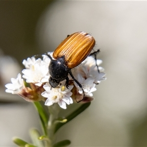 Phyllotocus rufipennis at Rendezvous Creek, ACT - 22 Nov 2024