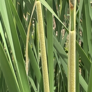 Typha domingensis (Bullrush) at Bookham, NSW by JaneR