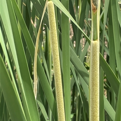 Typha domingensis (Bullrush) at Bookham, NSW - 25 Nov 2024 by JaneR