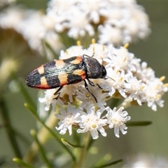 Castiarina sexplagiata at Rendezvous Creek, ACT - 22 Nov 2024 11:01 AM