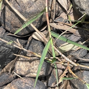 Paspalum distichum (Water Couch) at Bookham, NSW by JaneR