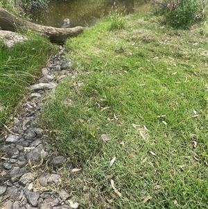 Paspalum distichum at Bookham, NSW - 25 Nov 2024