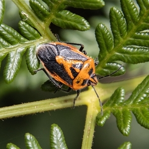 Agonoscelis rutila at Rendezvous Creek, ACT - 22 Nov 2024