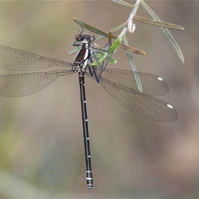 Austroargiolestes icteromelas (Common Flatwing) at Rendezvous Creek, ACT - 22 Nov 2024 by SWishart