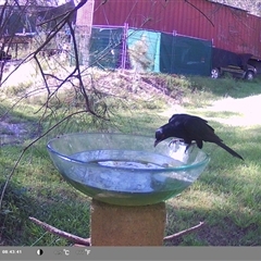 Eudynamys orientalis (Pacific Koel) at Shark Creek, NSW - 22 Nov 2024 by Topwood