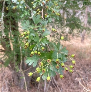 Crataegus monogyna (Hawthorn) at Bookham, NSW by JaneR