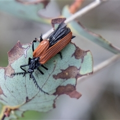 Porrostoma rhipidium (Long-nosed Lycid (Net-winged) beetle) at Rendezvous Creek, ACT - 22 Nov 2024 by SWishart