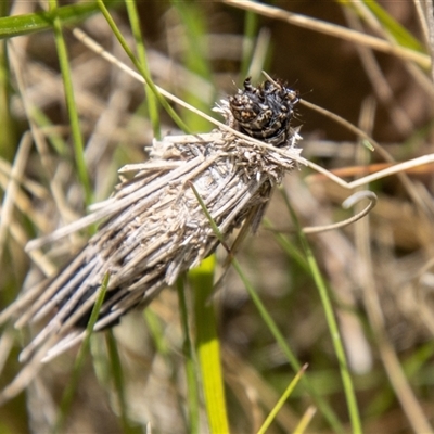 Lomera (genus) at Rendezvous Creek, ACT - 22 Nov 2024 by SWishart