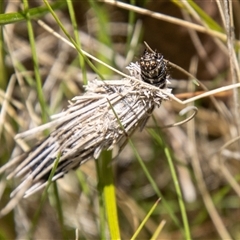 Lomera (genus) at Rendezvous Creek, ACT - 22 Nov 2024 01:15 PM