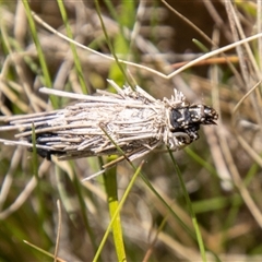 Lomera (genus) at Rendezvous Creek, ACT - 22 Nov 2024 01:15 PM