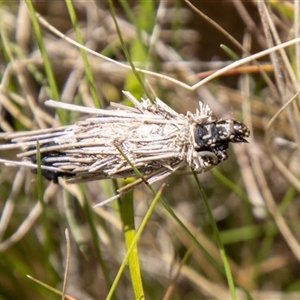 Lomera (genus) at Rendezvous Creek, ACT - 22 Nov 2024 01:15 PM