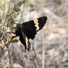 Eutrichopidia latinus (Yellow-banded Day-moth) at Rendezvous Creek, ACT - 22 Nov 2024 by SWishart