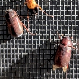 Sericesthis sp. (genus) at Kambah, ACT - suppressed