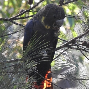 Calyptorhynchus lathami lathami at Tallong, NSW - suppressed