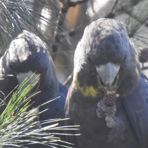 Calyptorhynchus lathami lathami at Tallong, NSW - 5 Apr 2022