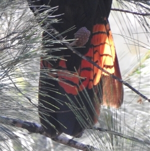 Calyptorhynchus lathami lathami at Tallong, NSW - suppressed