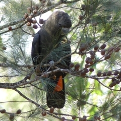 Calyptorhynchus lathami lathami at Tallong, NSW - suppressed