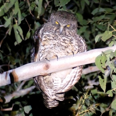 Ninox strenua (Powerful Owl) at The Whiteman, NSW - 26 Nov 2024 by geoffcrispin