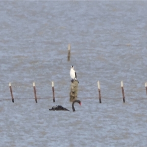 Phalacrocorax varius at Lake George, NSW - 25 Nov 2024 03:33 PM