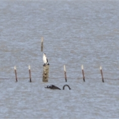 Phalacrocorax varius at Lake George, NSW - 25 Nov 2024 03:33 PM