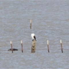 Phalacrocorax varius at Lake George, NSW - 25 Nov 2024 03:33 PM