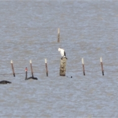 Phalacrocorax varius at Lake George, NSW - 25 Nov 2024 03:33 PM