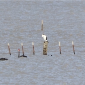 Phalacrocorax varius at Lake George, NSW - 25 Nov 2024 03:33 PM