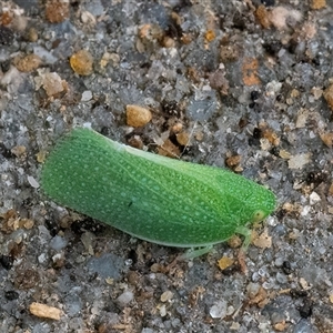 Siphanta acuta (Green planthopper, Torpedo bug) at Googong, NSW by WHall