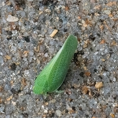 Siphanta acuta at Googong, NSW - 11 Nov 2024 02:36 PM