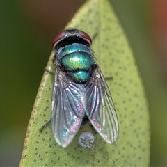 Unverified True fly (Diptera) at Googong, NSW - 11 Nov 2024 by WHall
