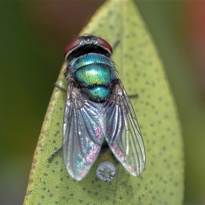 Unidentified True fly (Diptera) at Googong, NSW - 11 Nov 2024 by WHall