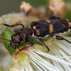 Eleale pulchra (Clerid beetle) at Googong, NSW - 11 Nov 2024 by WHall