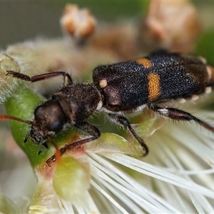 Eleale pulchra at Googong, NSW - 11 Nov 2024 12:12 PM