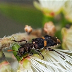 Eleale pulchra at Googong, NSW - 11 Nov 2024