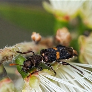 Eleale pulchra at Googong, NSW - 11 Nov 2024 12:12 PM